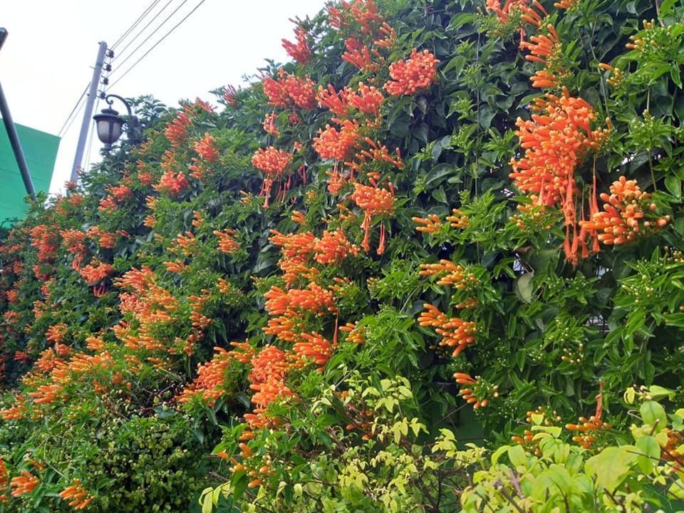 Baan Bua Homestay Chiang Rai Exteriör bild